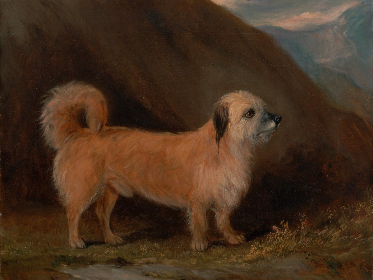 A Dandie Dinmont Terrier, painted by John E. Ferneley Jr., 1848