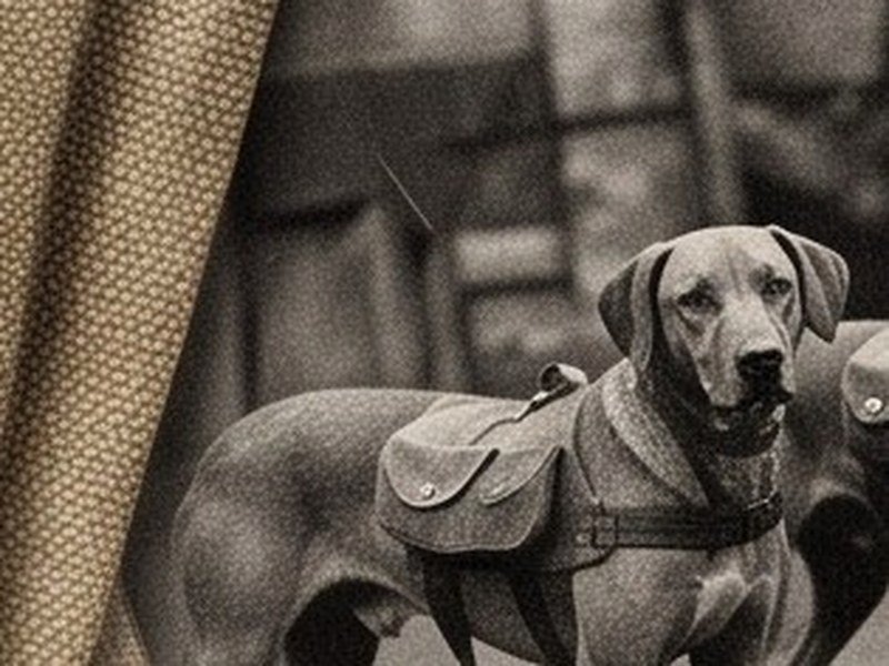 Vintage messenger dog with pack