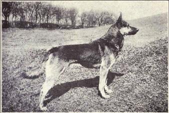 German Shepherd Dog illustrated in Dogs of All Nations, 1915