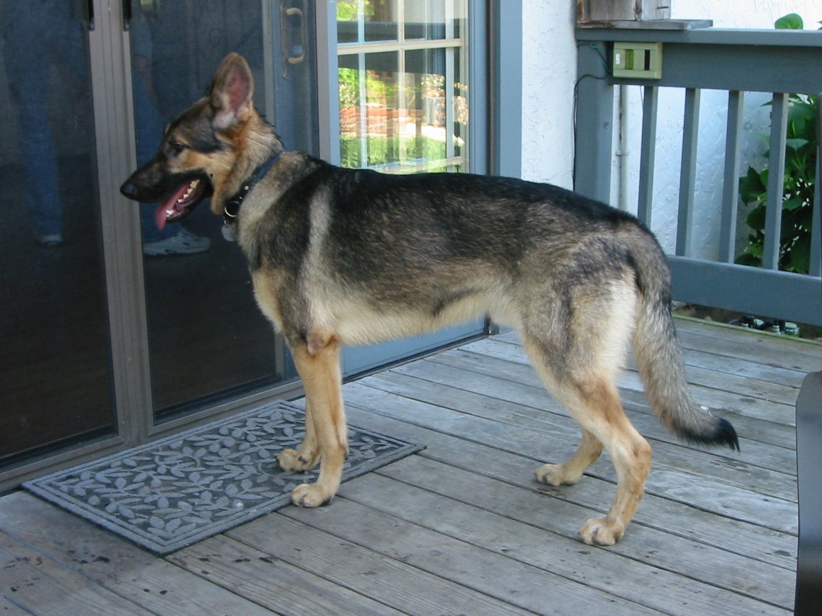 A modern German Shepherd Dog standing outdoors